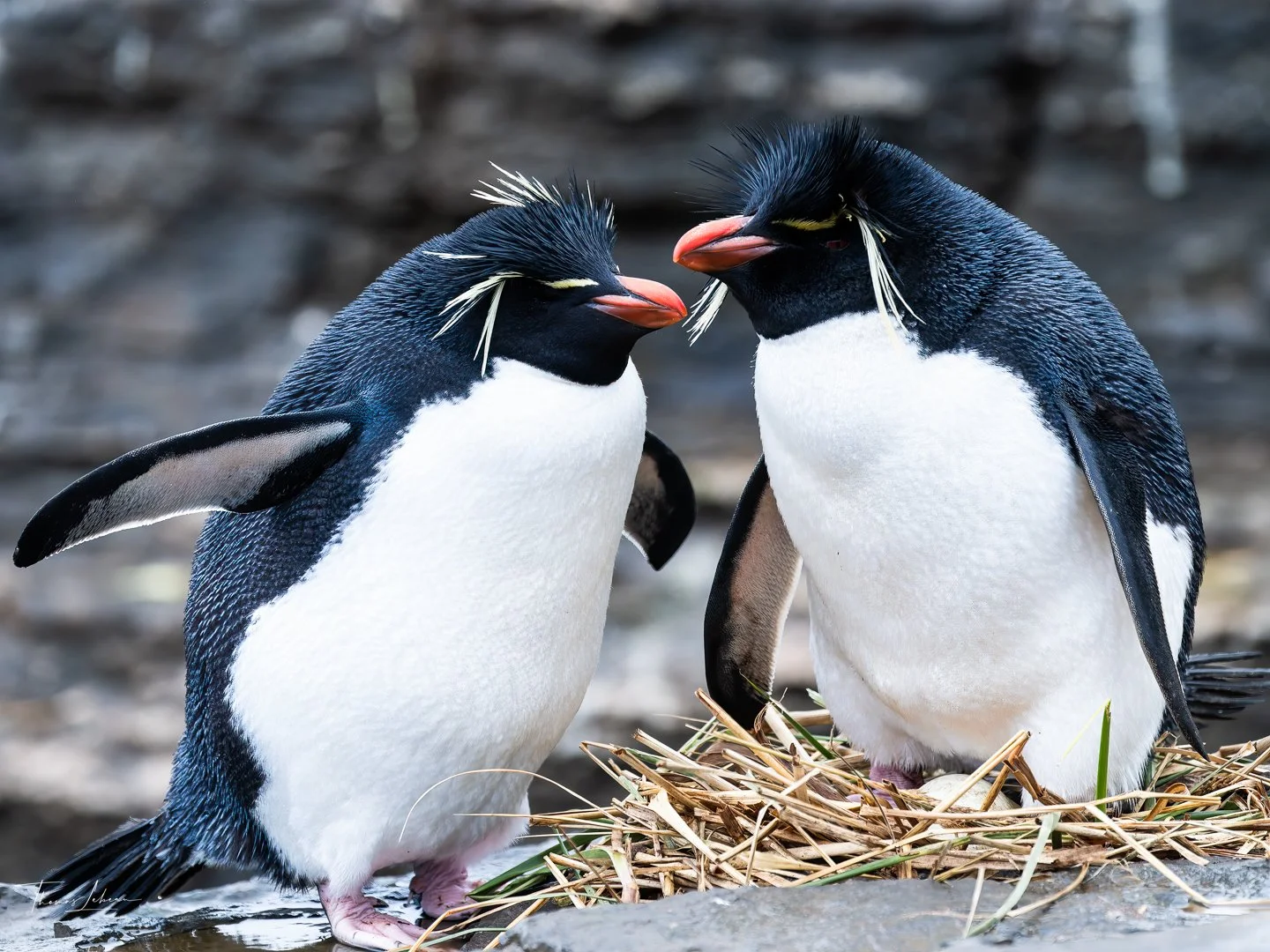 Rockhopper Pinguin pair on egg, Bleaker Island colony, Falklands