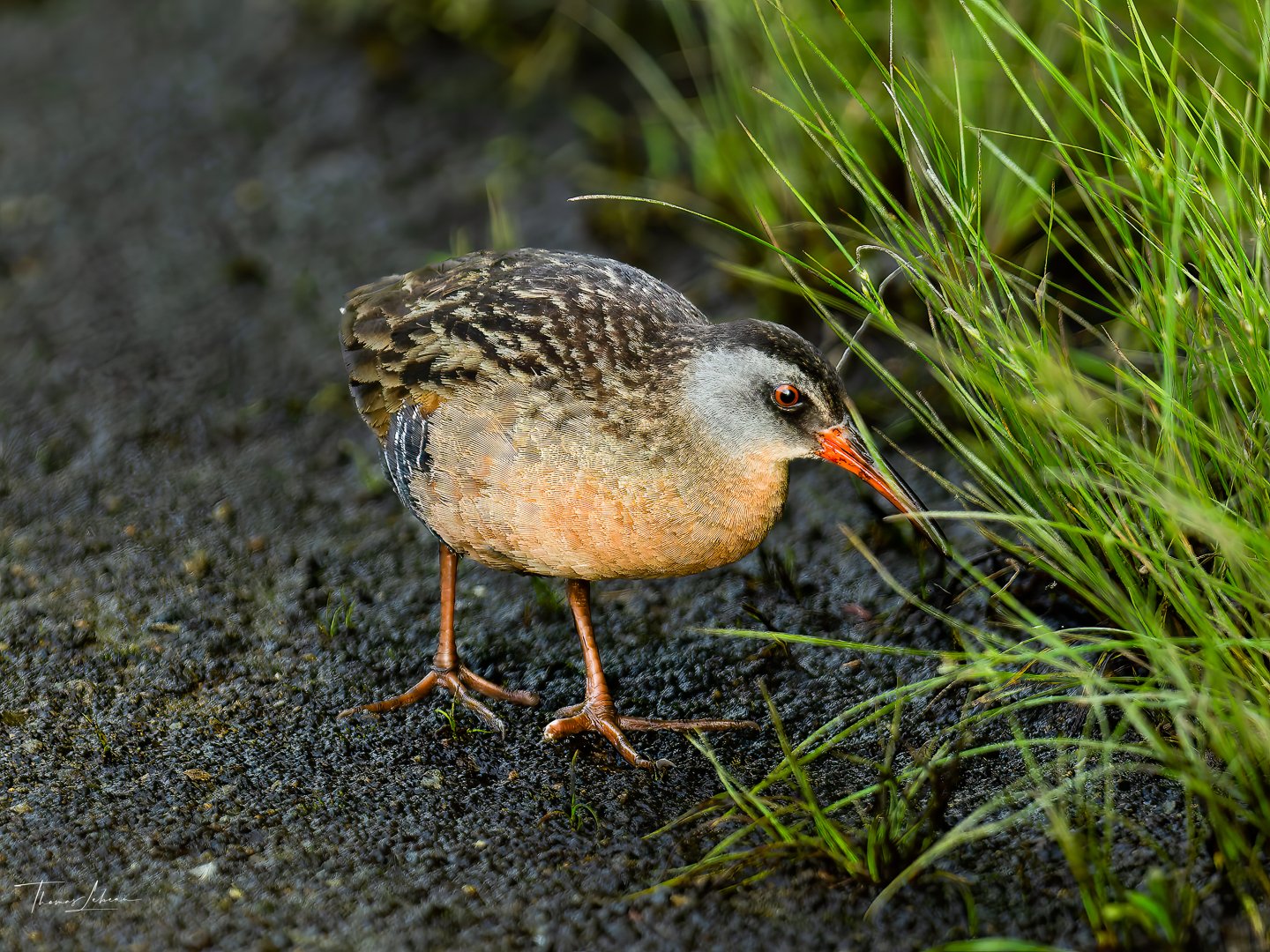 Virginia Rail, Great Meadows National Wildlife Refuge
