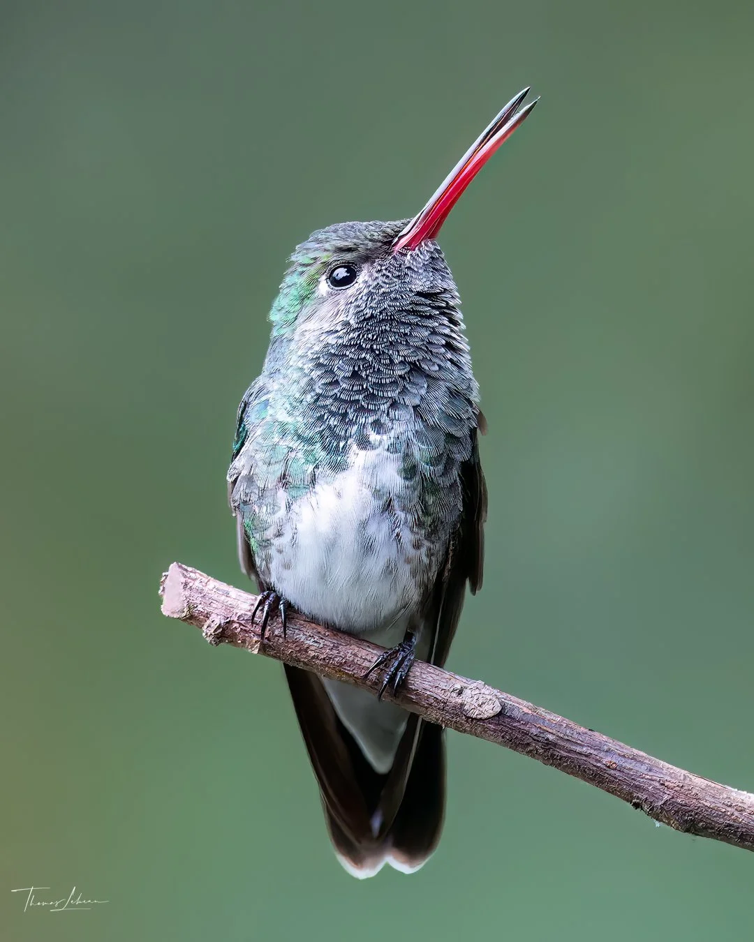 Glittering-throated Hummingbird, Atlantic Rainforest, Brazil