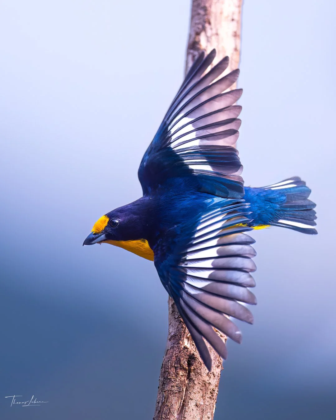 Violaceous Euphonia, Atlantic Rainforest, Ubatuba, Brazil