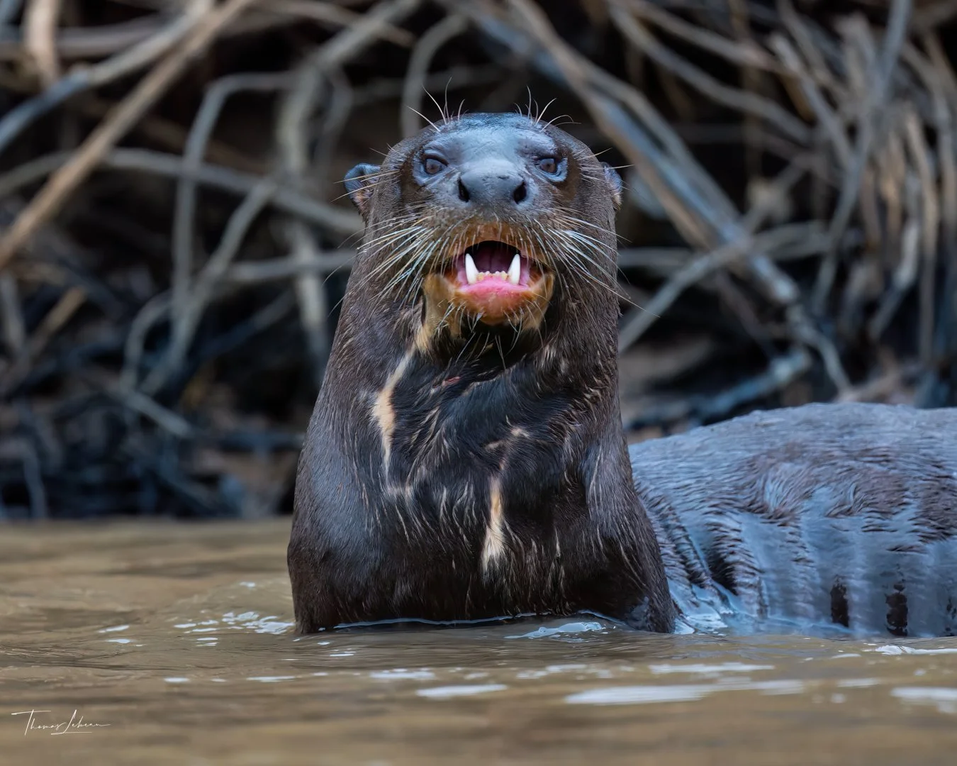 Giant river otter, Cuiaba River, Pantanal, Brazil