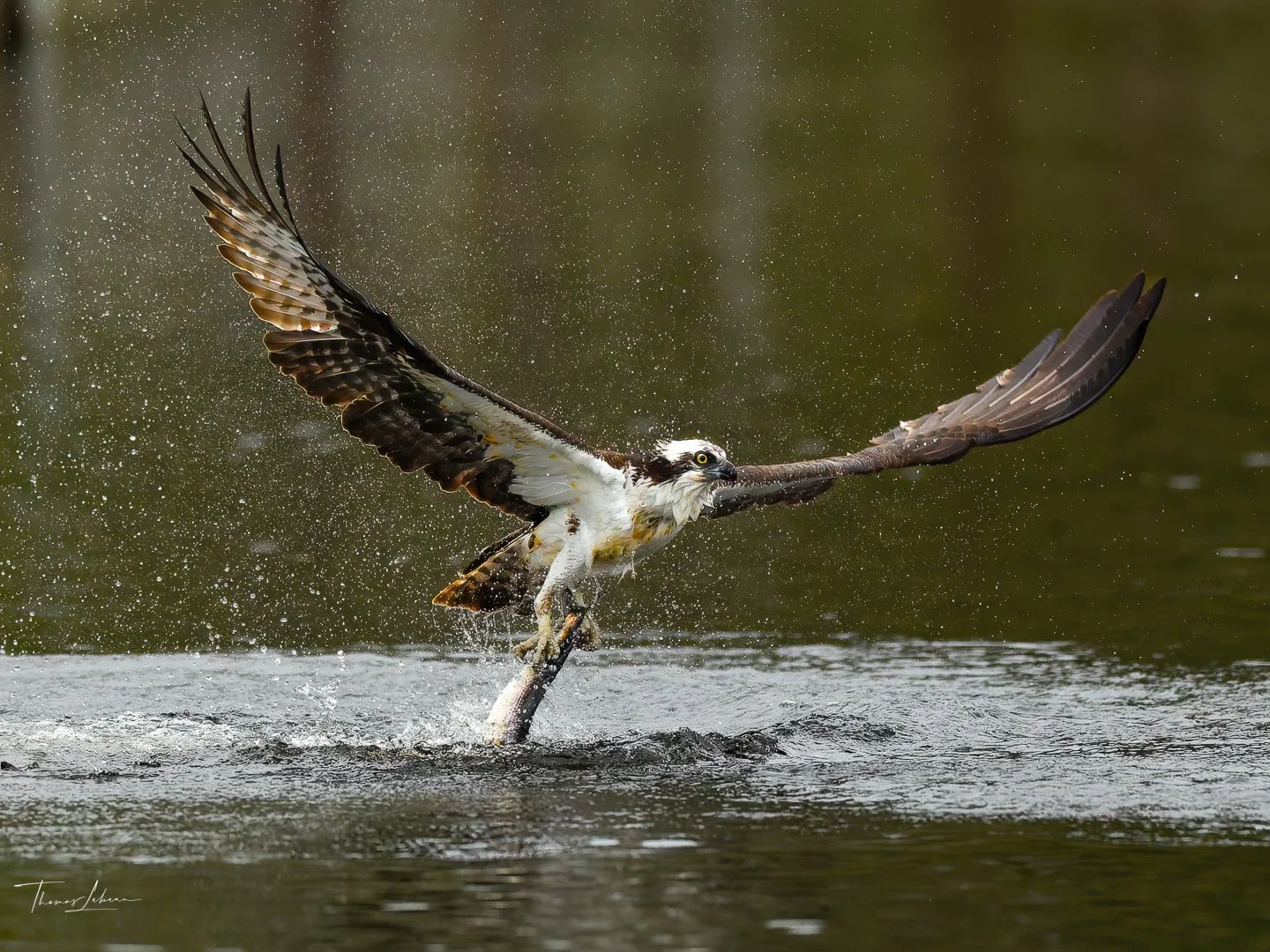Osprey fishing in Warren, VT