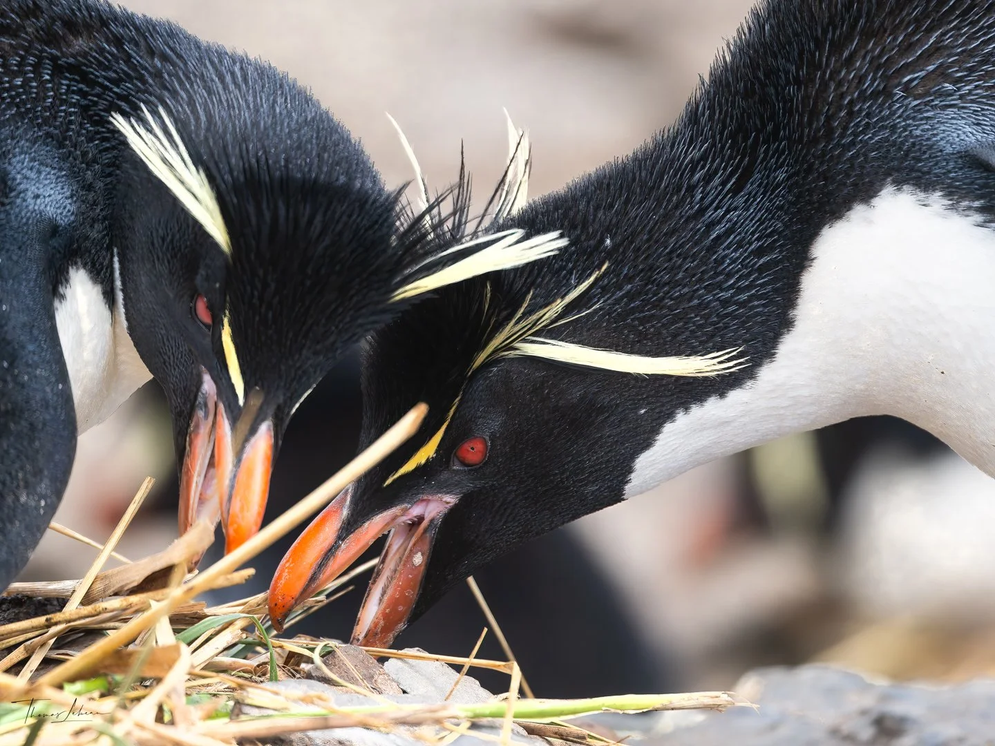 Rockhopper Penguins maintaining nest at the Bleaker Island colony, Falklands