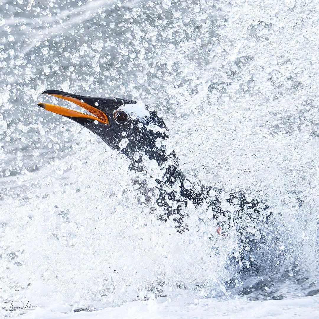 Gentoo Pinguin, northern beach, Sea Lion Island, Falklands