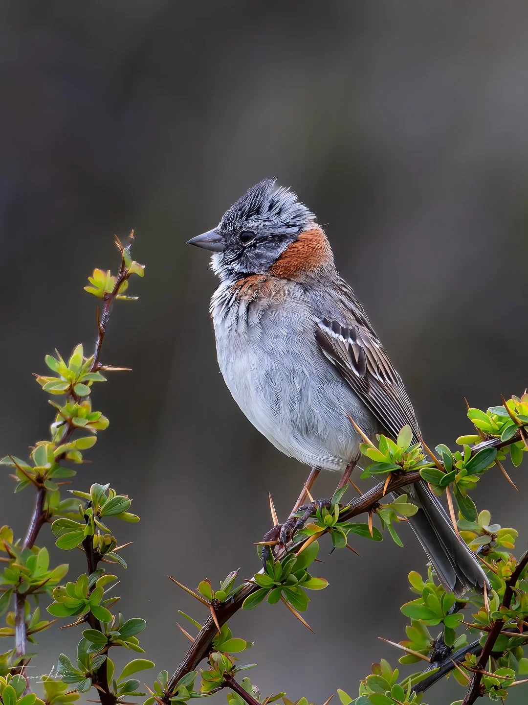 Rufous-collared Sparrow (Chincol), Torres del Paine (Patagonia), shooting side gig while puma tracking