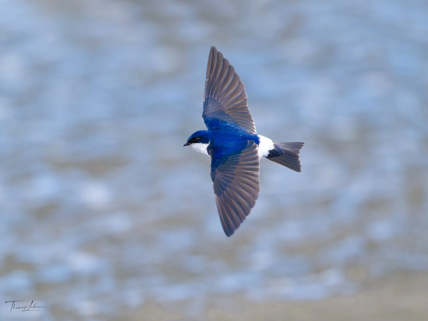 Chilean Swallow, Torres del Paine National Park, Patagonia (the wind help slow them down!) 