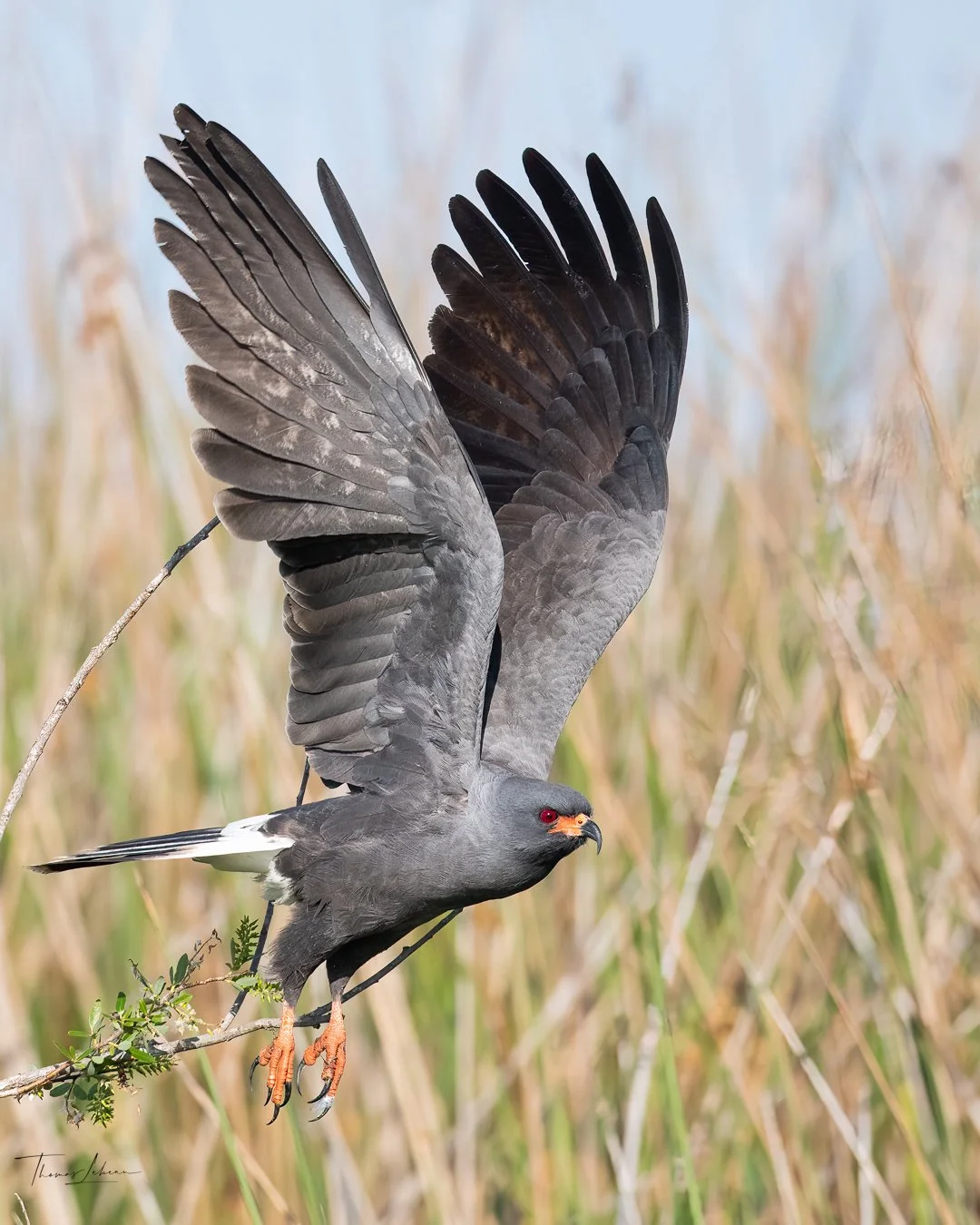 Snail Kite, Lake Kissimmee, Central Florida