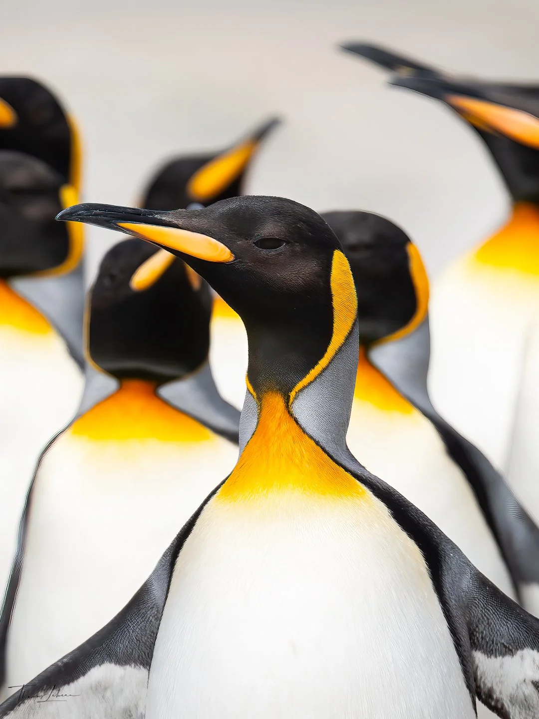 King Penguin, East Falklands