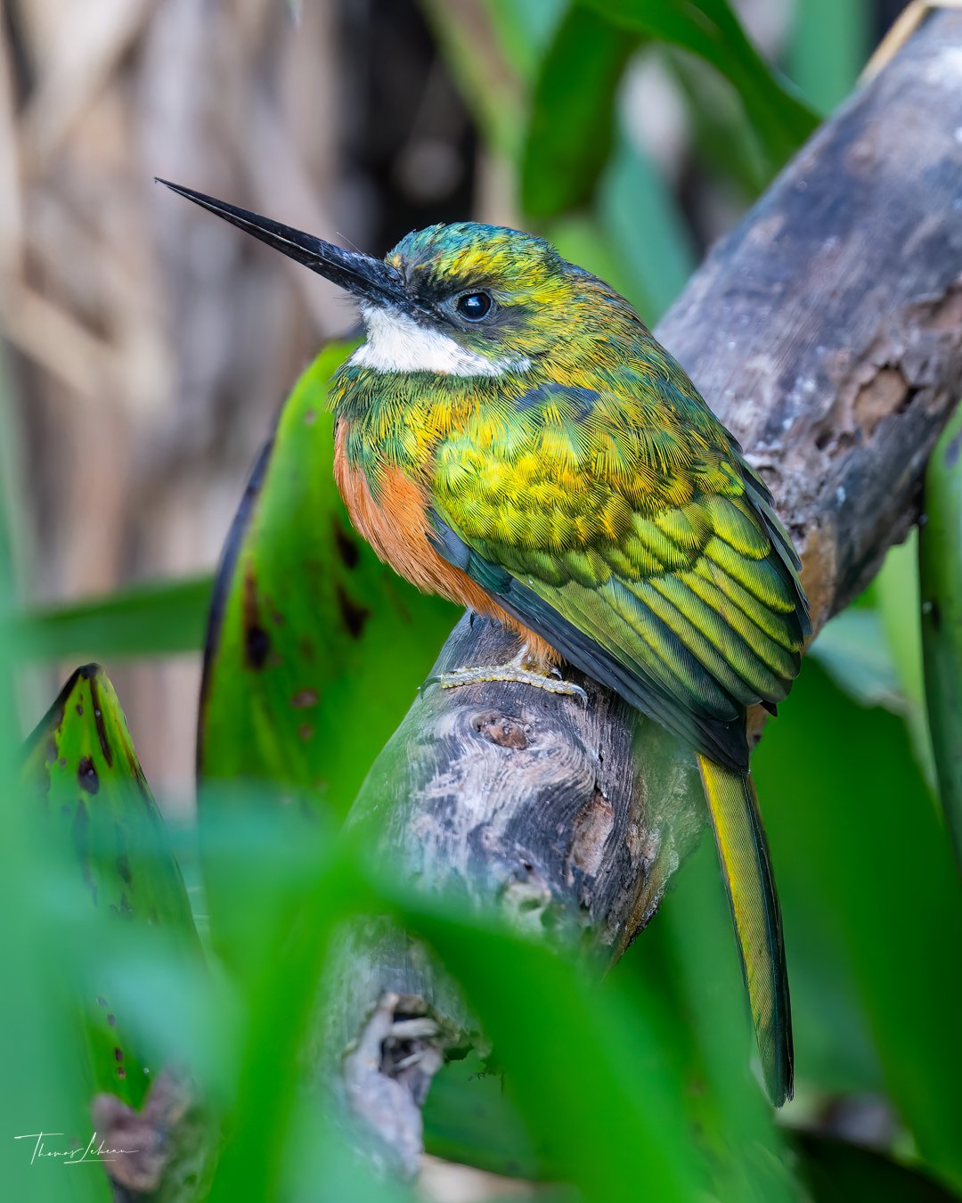Rufous Tail Jacamar, Cuiaba River, Pantanal, Brazil