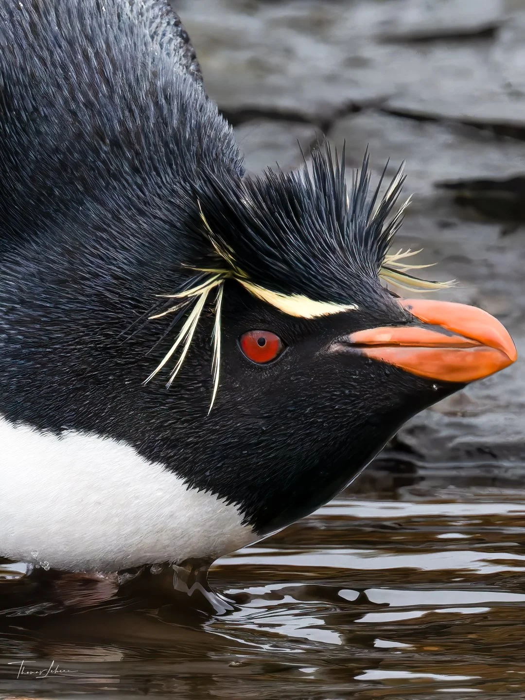 Rockhopper Pinguin at the Bleaker Island colony (drinking from a rain water puddle), Falklands