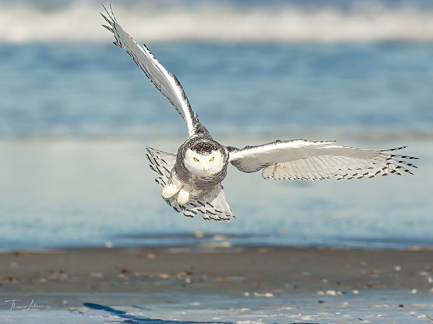 Snowy Owl, Crane Beach