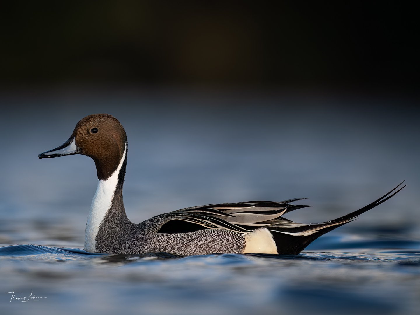 Northern Pintail, Vancouver Island, BC