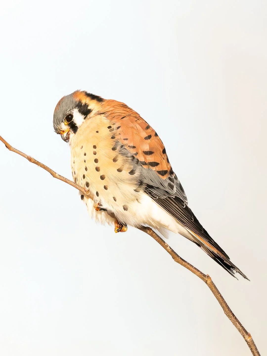 American Kestrel