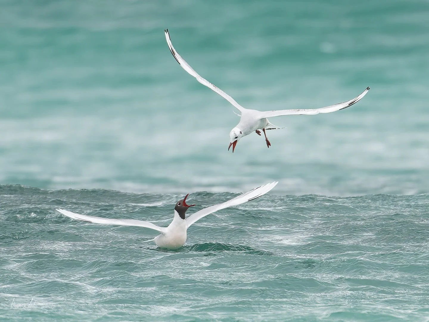 Brown-headed Gull, Volunteer Point, East Falklands
