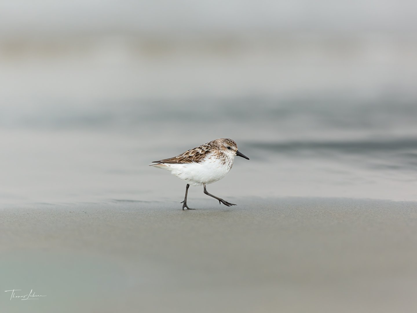 Semipalmated Sandpiper, Sandy Point State Reservation, MA
