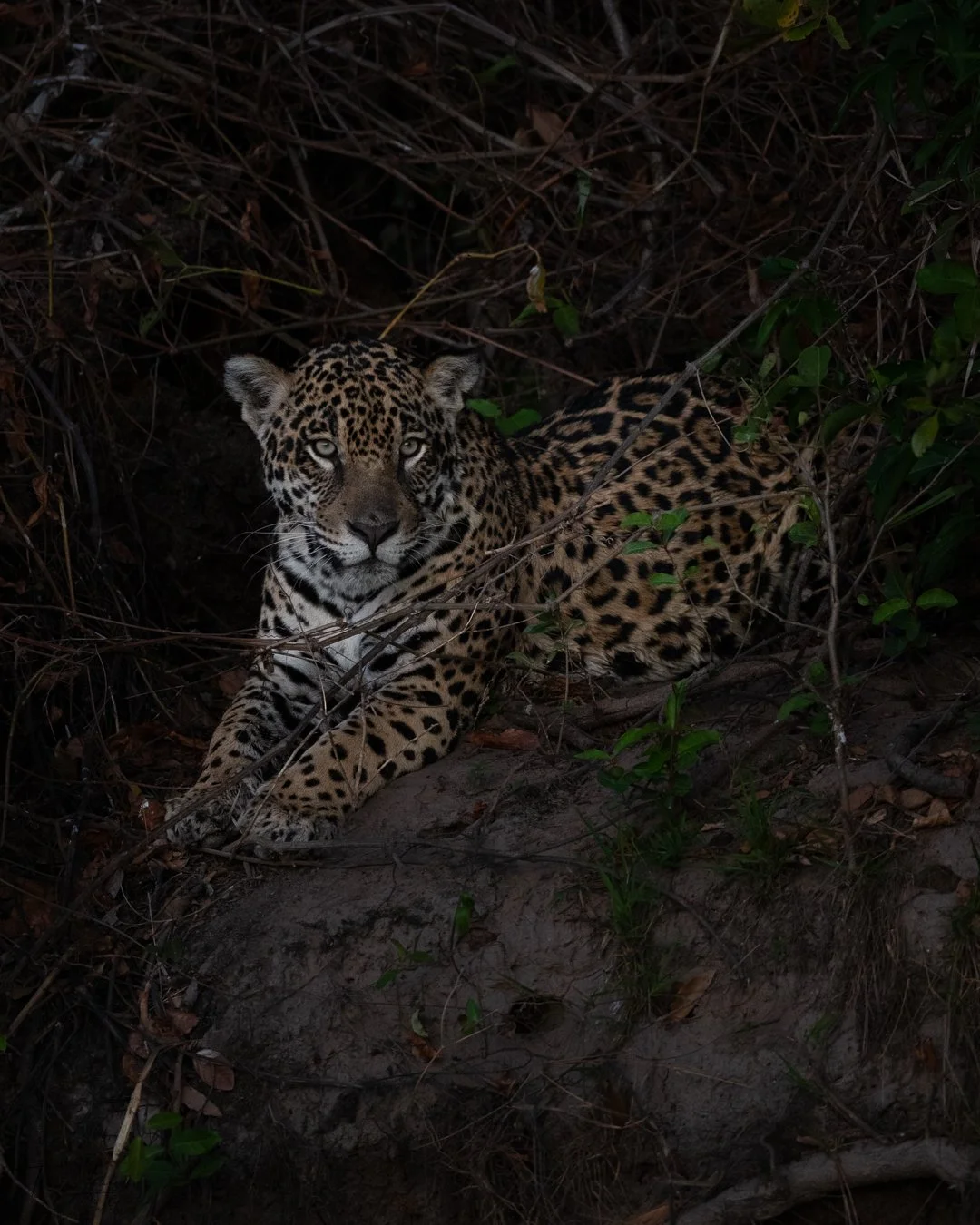 Jaguar, Cuiaba River near Porto Jofre, Pantanal, Brazil