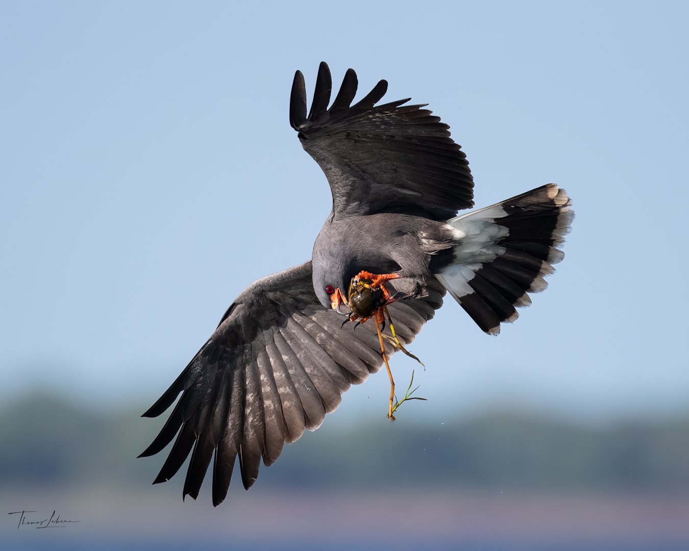 Snail Kite with prey, Lake Kissimmee, Central Florida