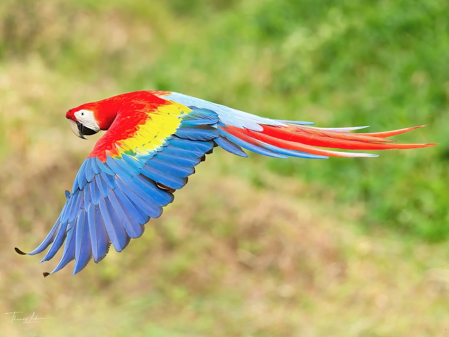 Scarlet Macaw, central Costa Rica
