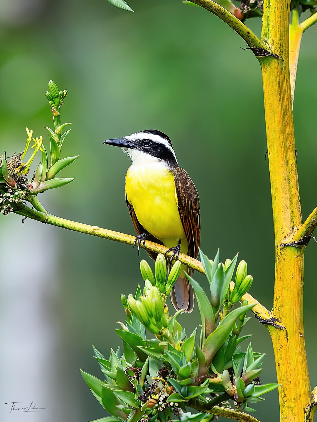 Great Kiskadee, caribean slopes, Costa Rica