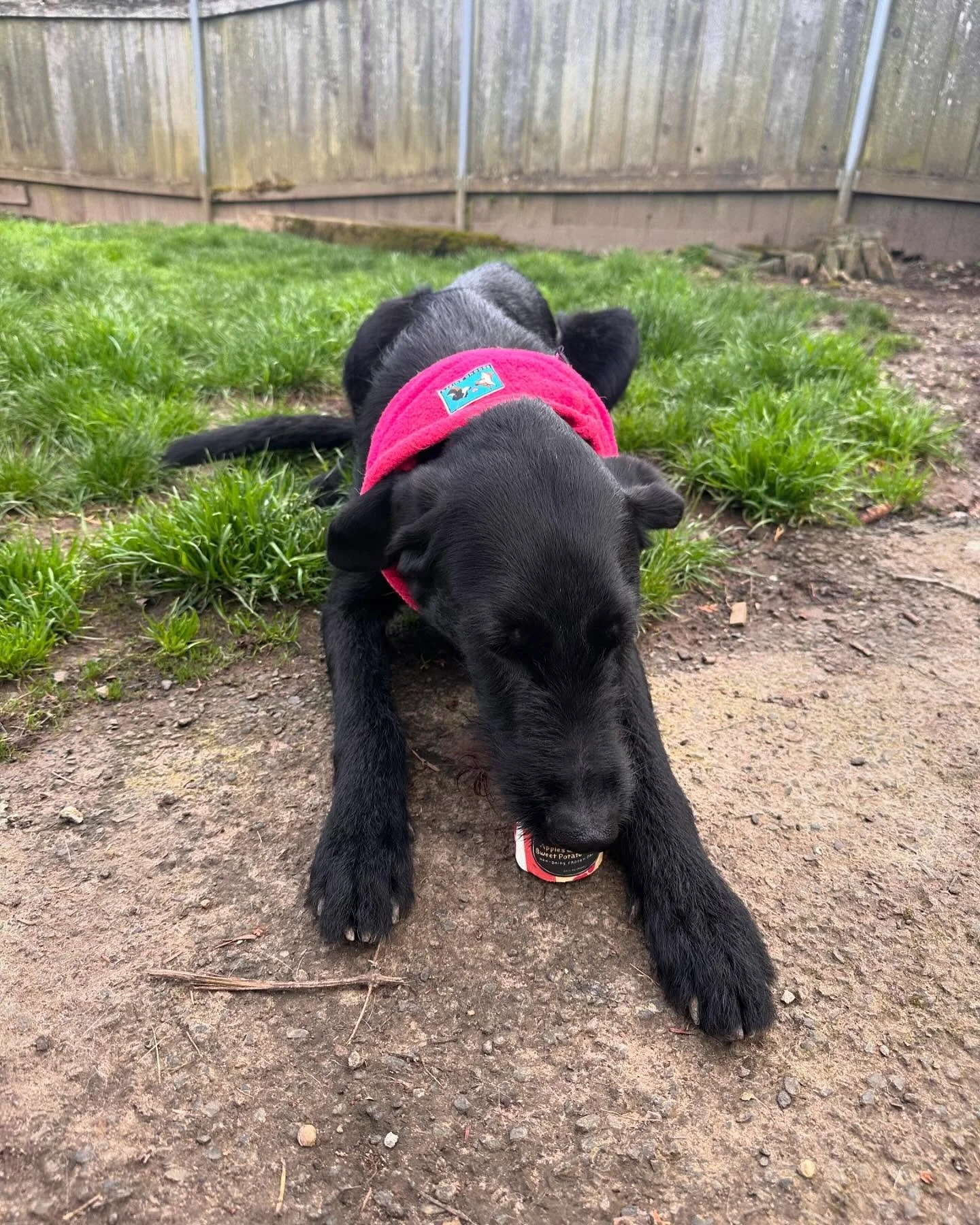 Spring is here and it&rsquo;s time to celebrate with @saltandstraw pup cups 🌸 🍦
