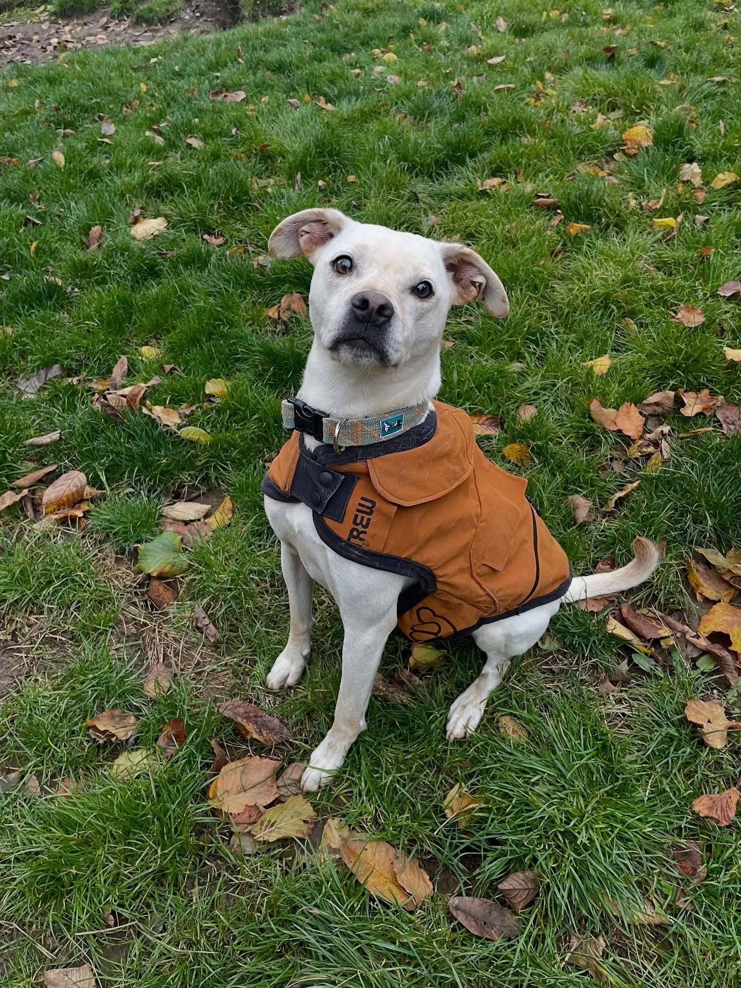 On these cold winter days sometimes we need a little extra help staying warm. Spruce refuses to go outside without a jacket on. Luckily a fleeced lined pair of upcycled @trewgear bibs does just the trick. Nice and warm while keeping the rain and mud 