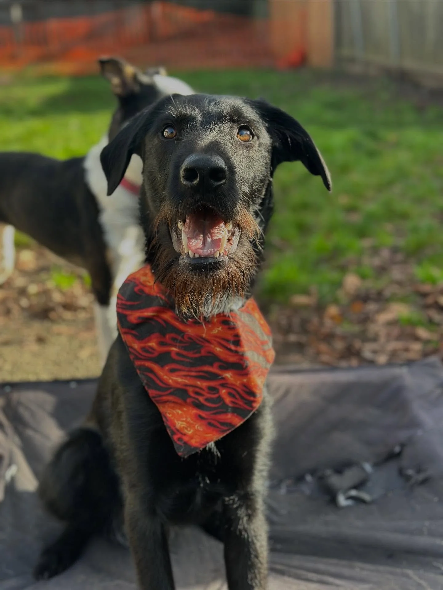 Narwhal here for a PSA! We (my humans, not me 😢) will be at @pdxswandive from 12-4pm for the Made in Portland event, hosted by @headupevents !! Come say hi, support small businesses and get your hands on some 🔥 gifts for you and your pets!  We have