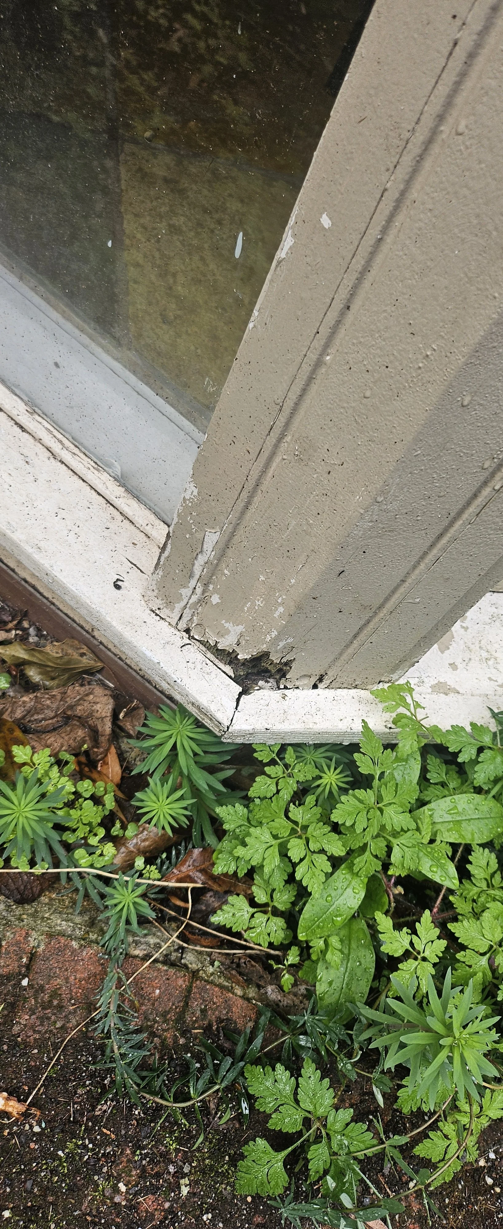 Close-up of a window frame with peeling paint and damage at the bottom corner, surrounded by green plants and wet soil.