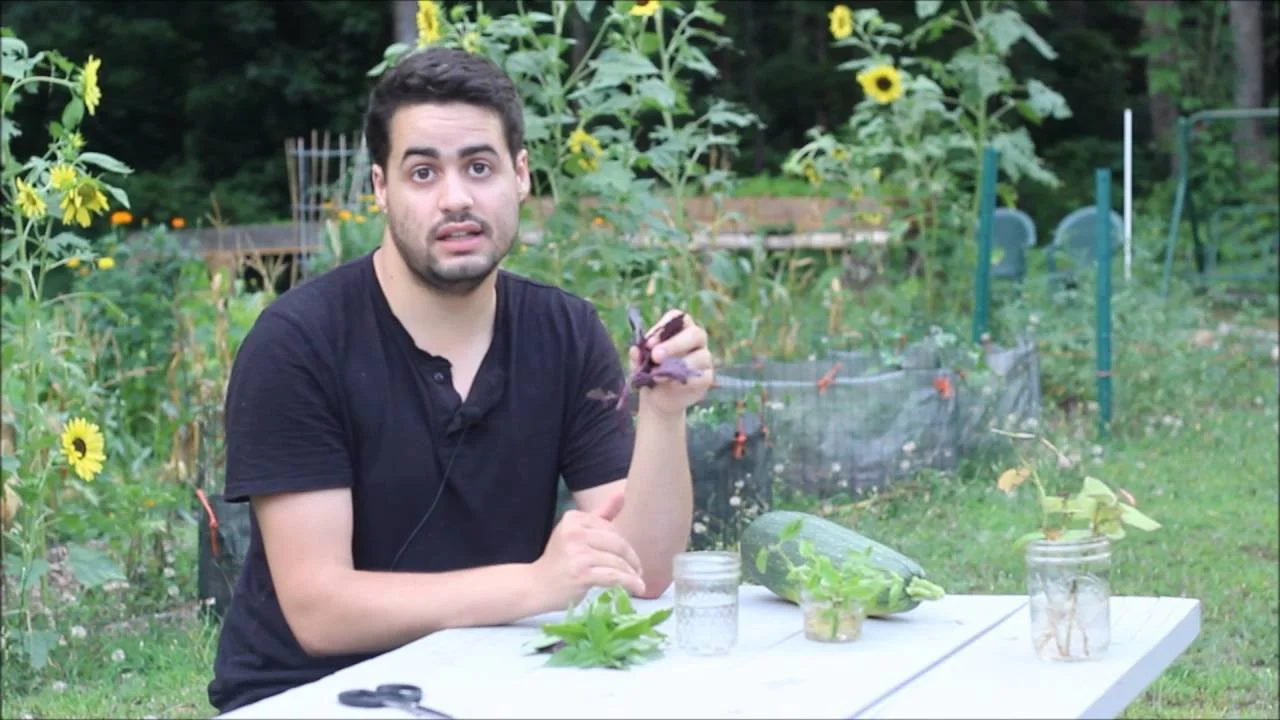 How to Propagate Basil