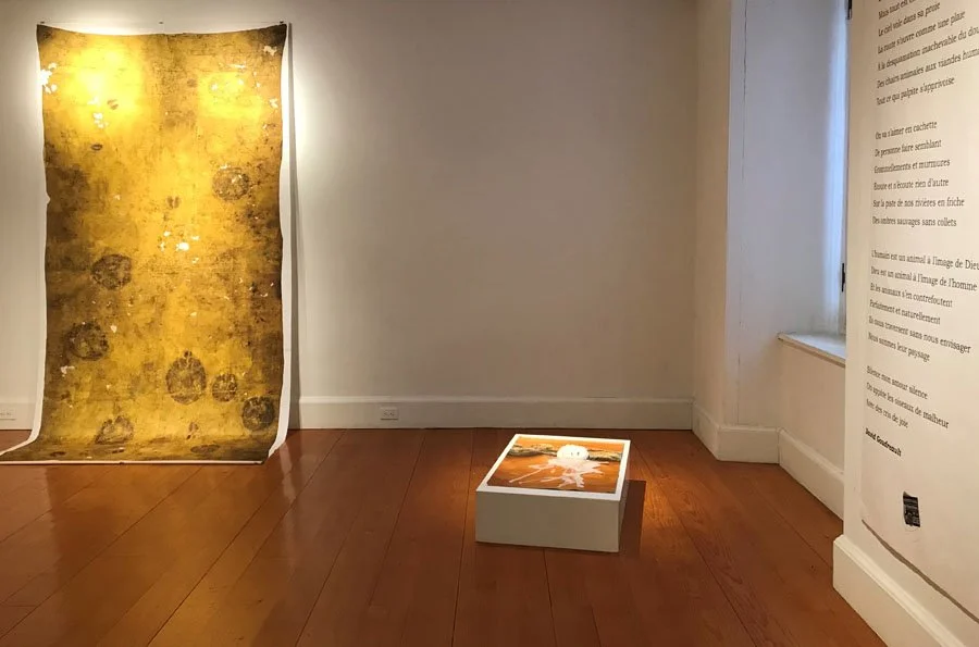 Éléphant - phacochère