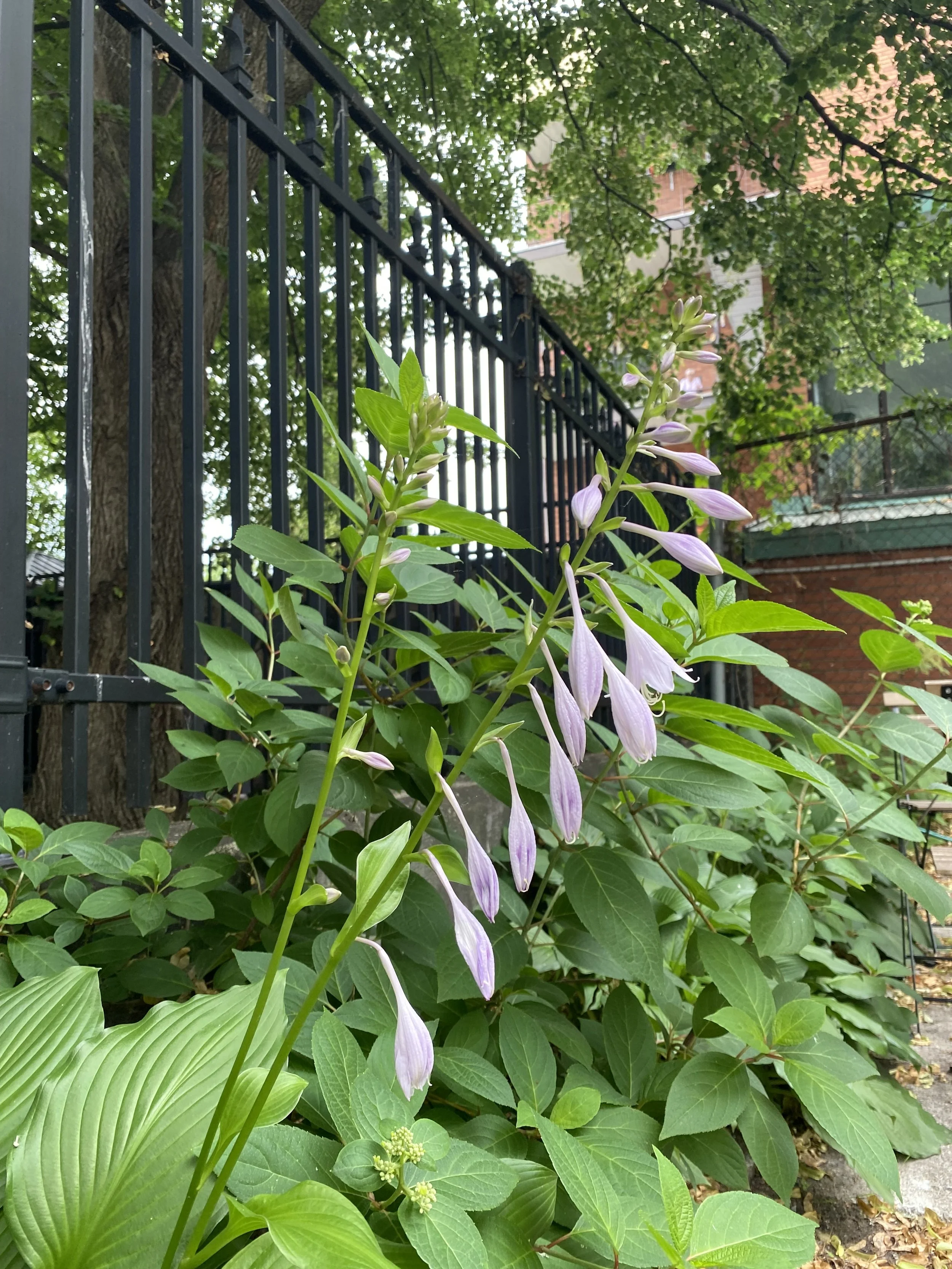 Fleurs violettes pendantes et feuillage vert devant une clôture en fer et des bâtiments en arrière-plan.