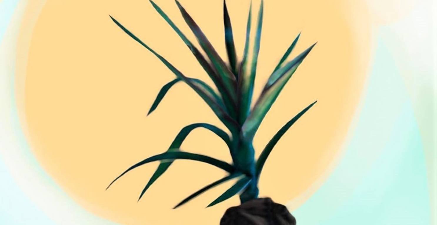 Une plante verte avec plusieurs longues feuilles pointues, placée devant un fond jaune pastel.