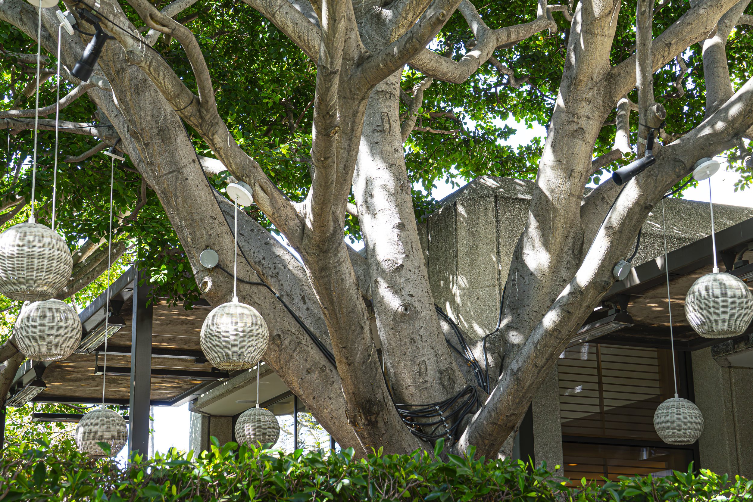 Pendry Hotel Garden 2