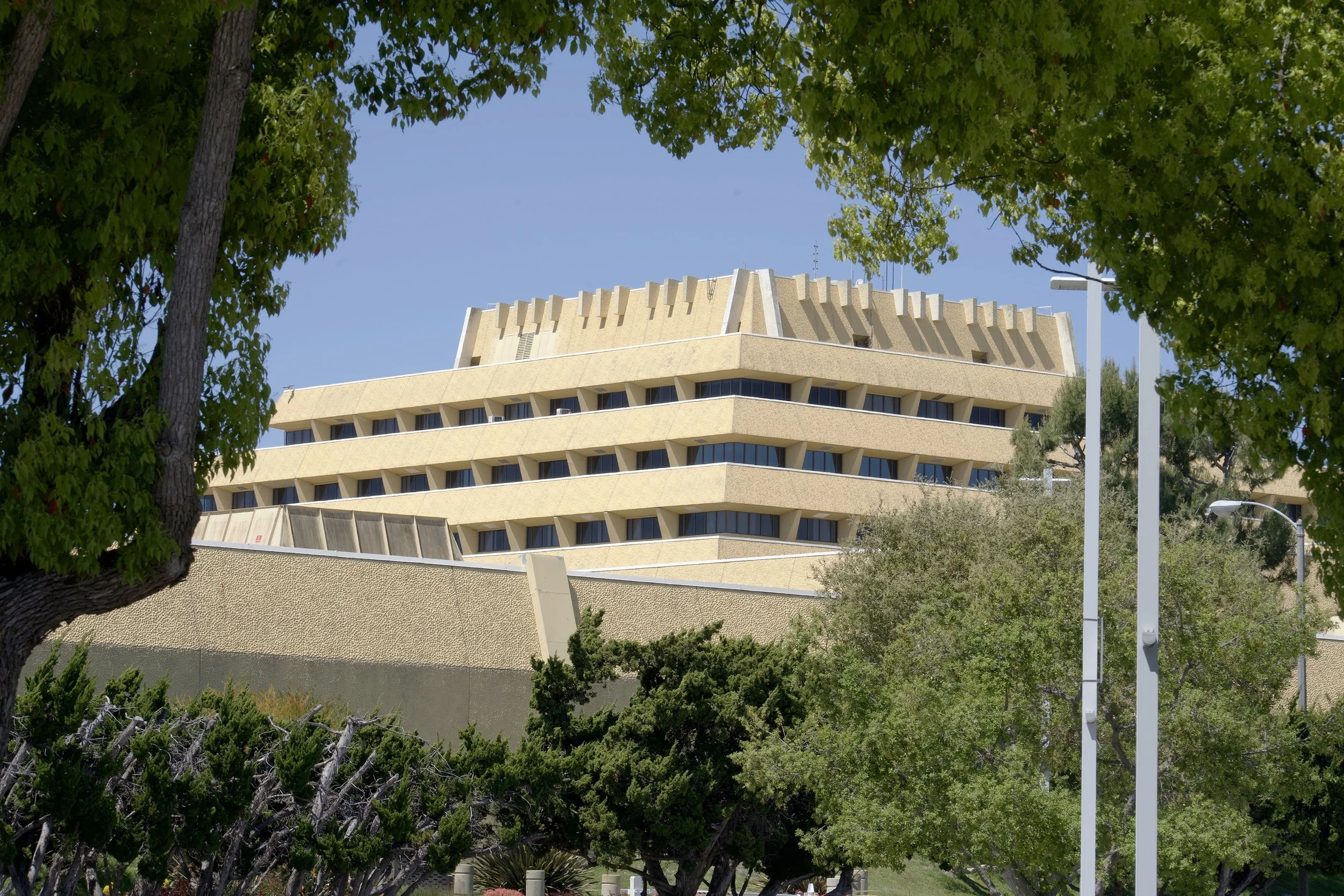 From the Lens of the Trees