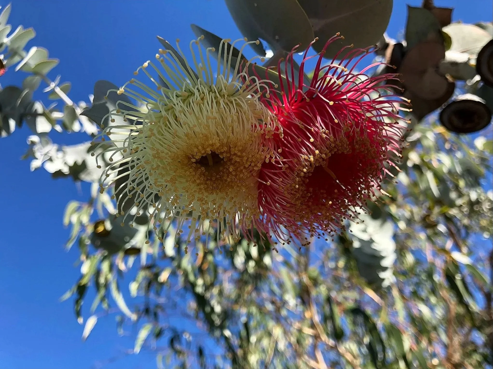 Close-up of three bottlebrush flowers, one cream-colored, one pink, and one dark red, with spiky stamens against a blue sky and blurred green foliage.