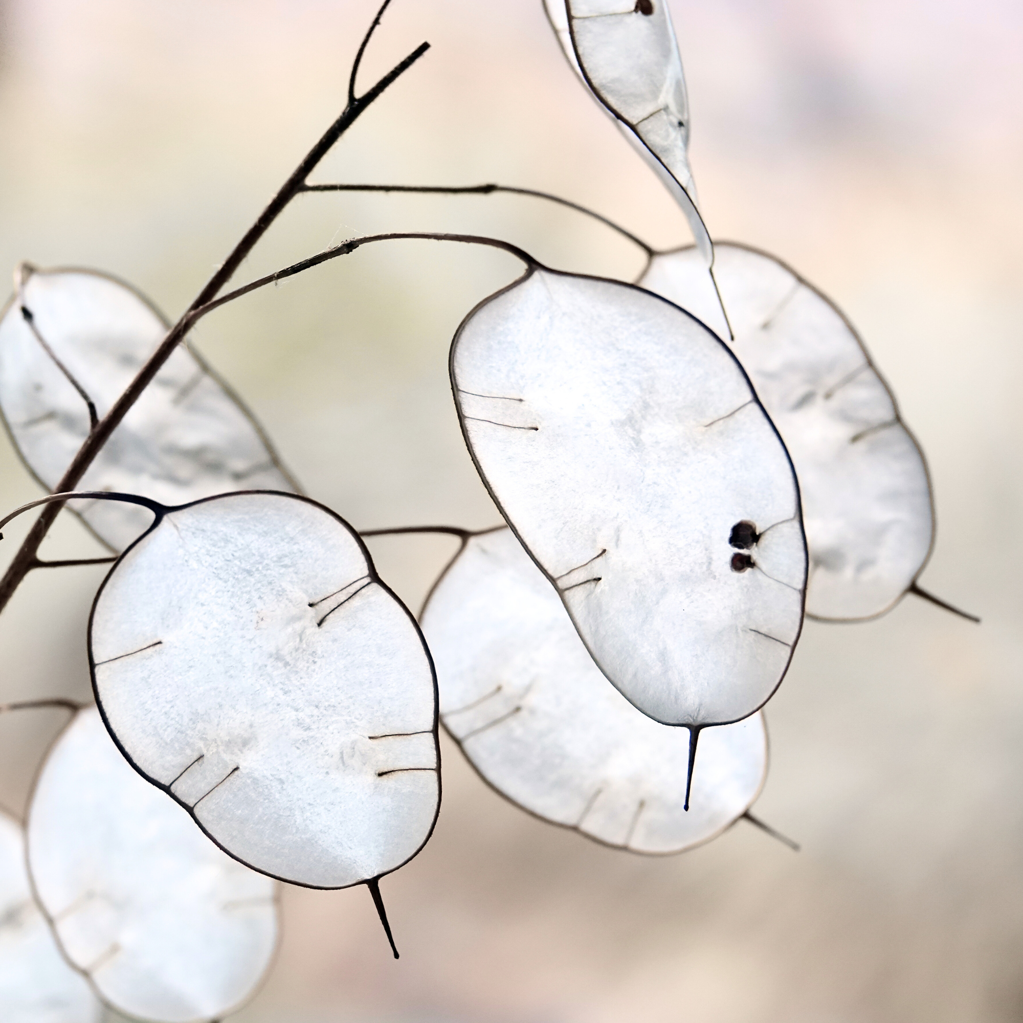Close-up of dried, white, translucent seed pods with thin dark edges and stems against a blurred neutral background.