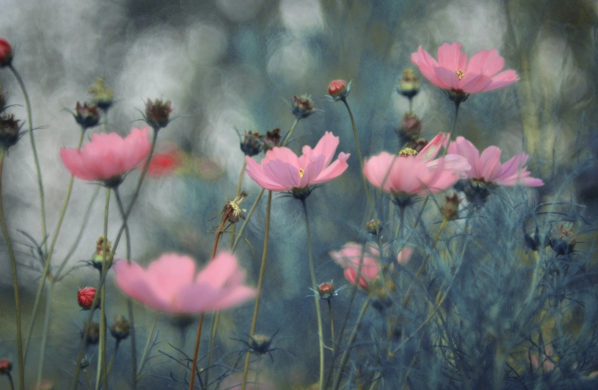 Pink flowers with yellow centers among thin stems and seedpods, blurred background with soft colors.