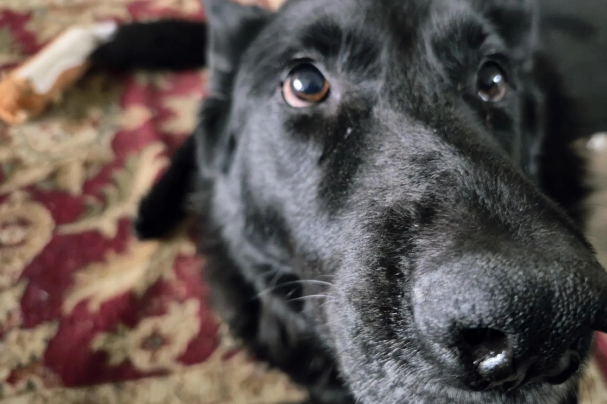 A close-up of a black German Shepherd gazing up at the camera, her nose and eyes filling the frame with that mix of sweetness and authority only a big dog can manage.