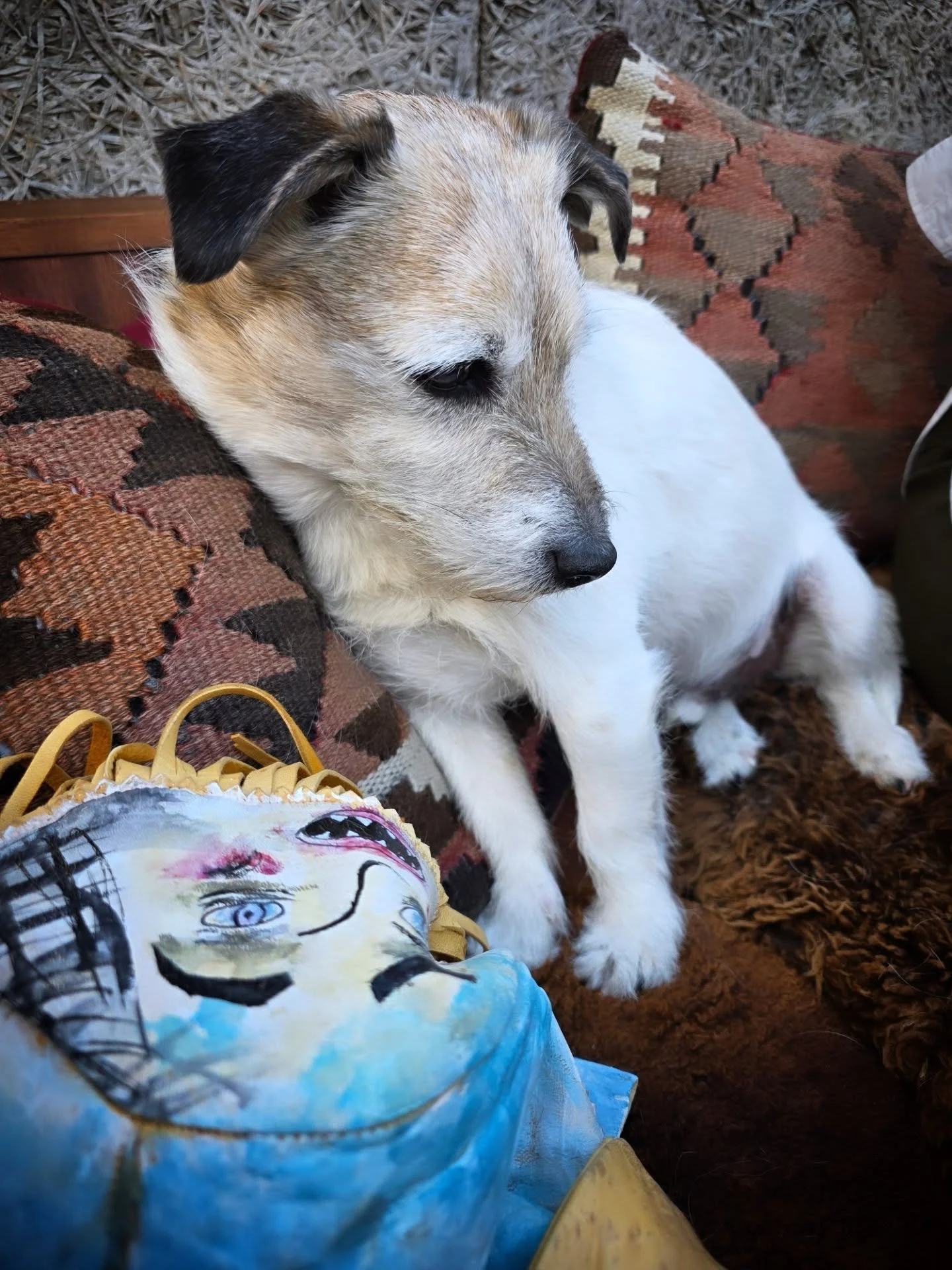 24hrs in a day and the life of Rusty Bucket.  It's a hard life! Lol 

#vintageliberation #doglife🐾 #furbaby