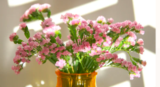 The Seasonal Shift (Current Client)