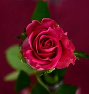 Concrete Rose Wellness and Life Coaching 