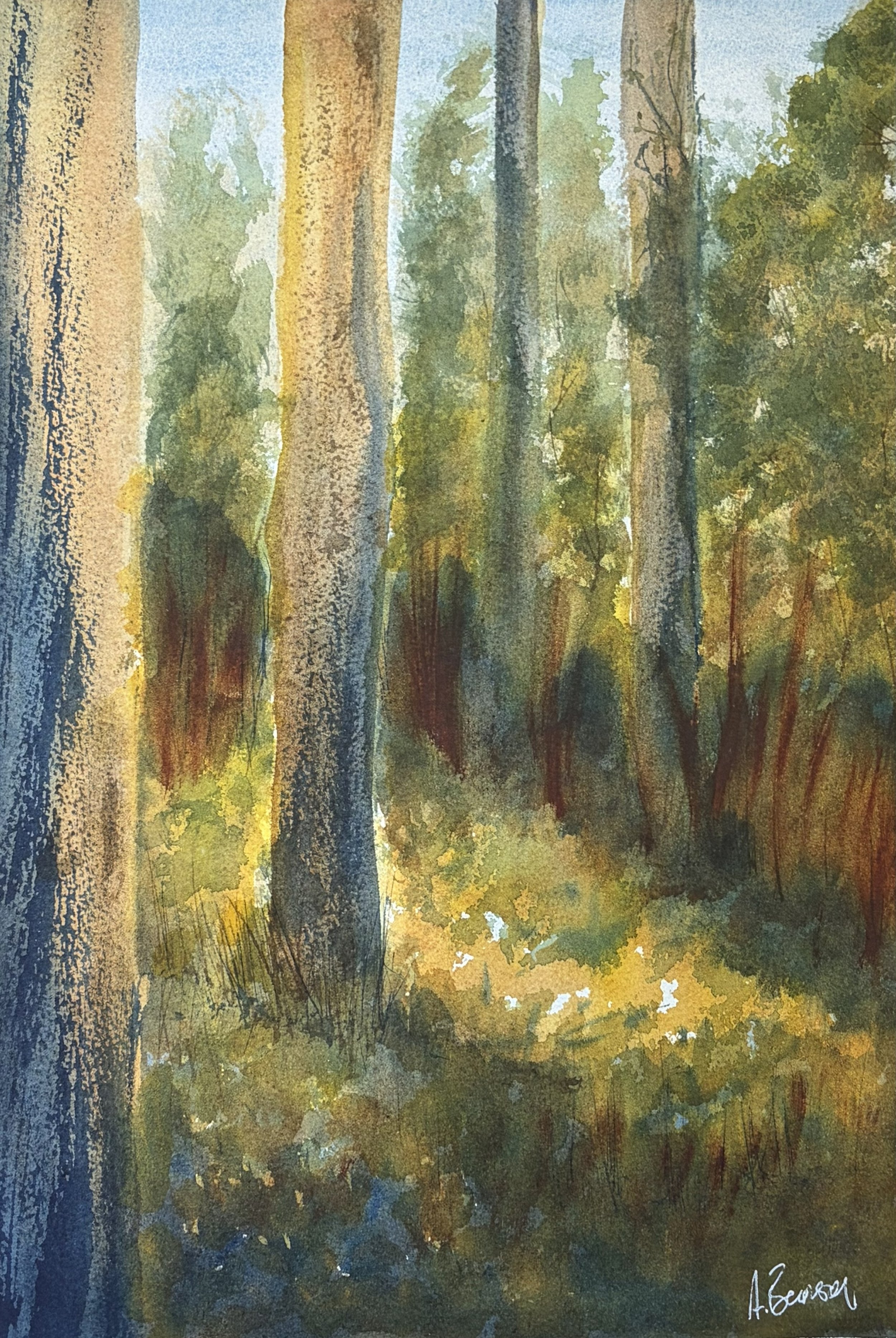 Eucalypt forest