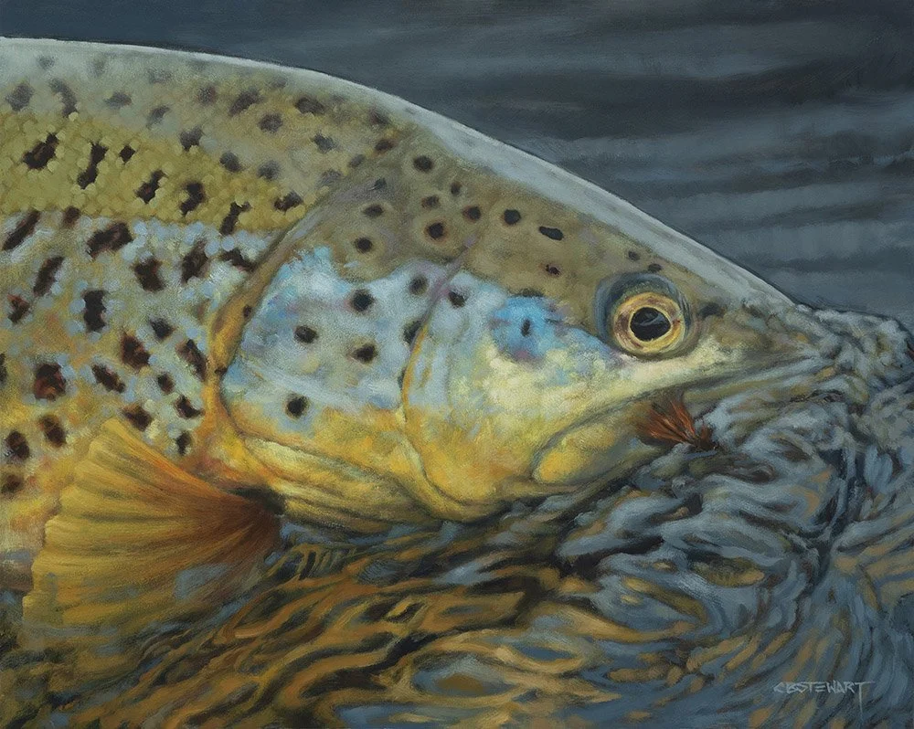brown trout profile.jpg