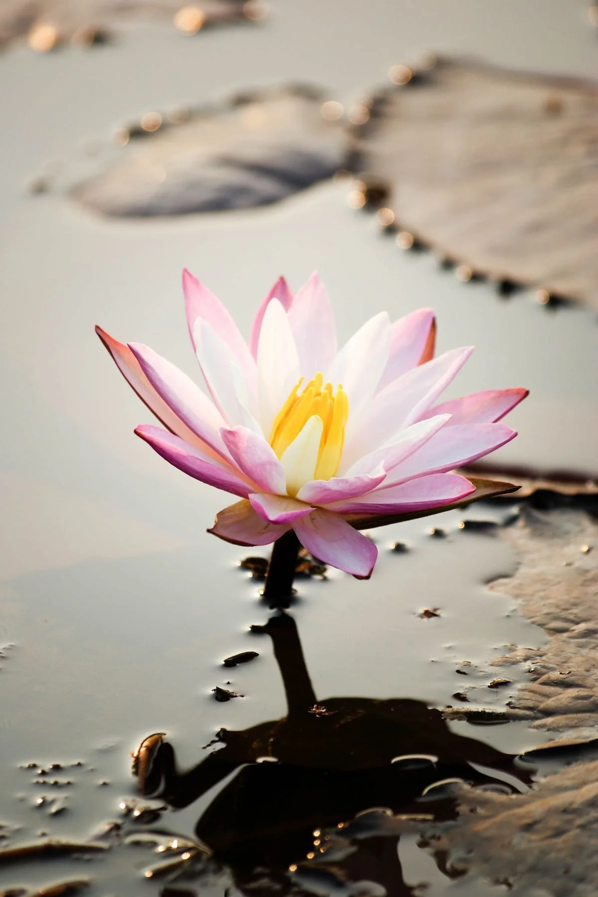 Heart Lotus Signature Ritual — 120 Minutes