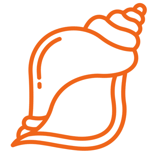 Outline drawing of a conch shell in orange.