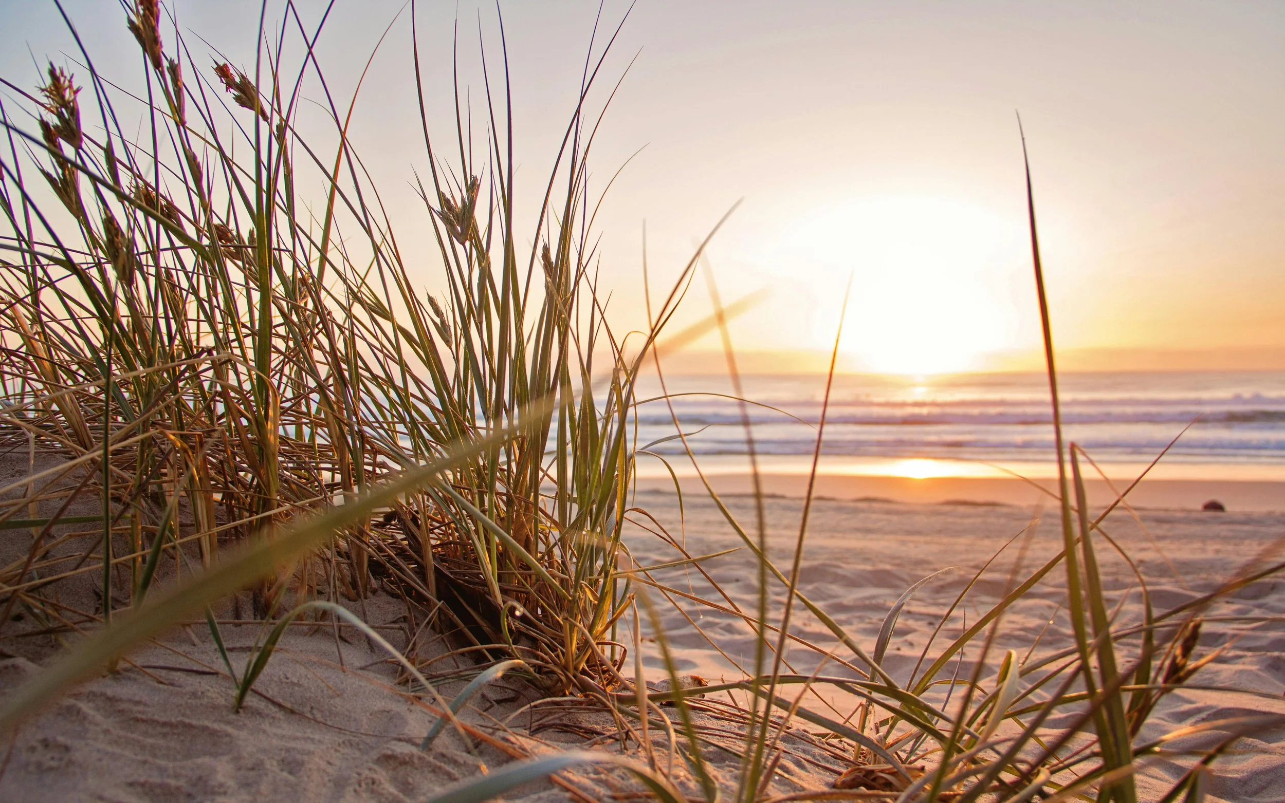 Beach grass in the sand at sunset with the ocean in the background.