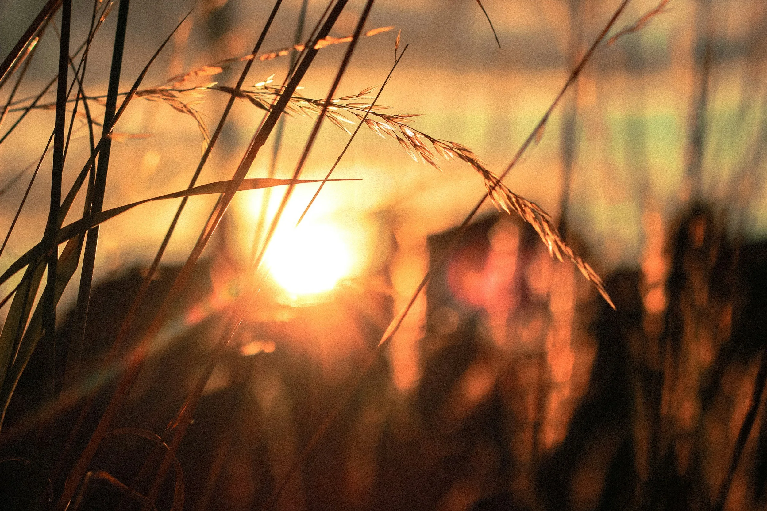 Close-up of tall grass stalks with the setting sun in the background, casting a warm glow.