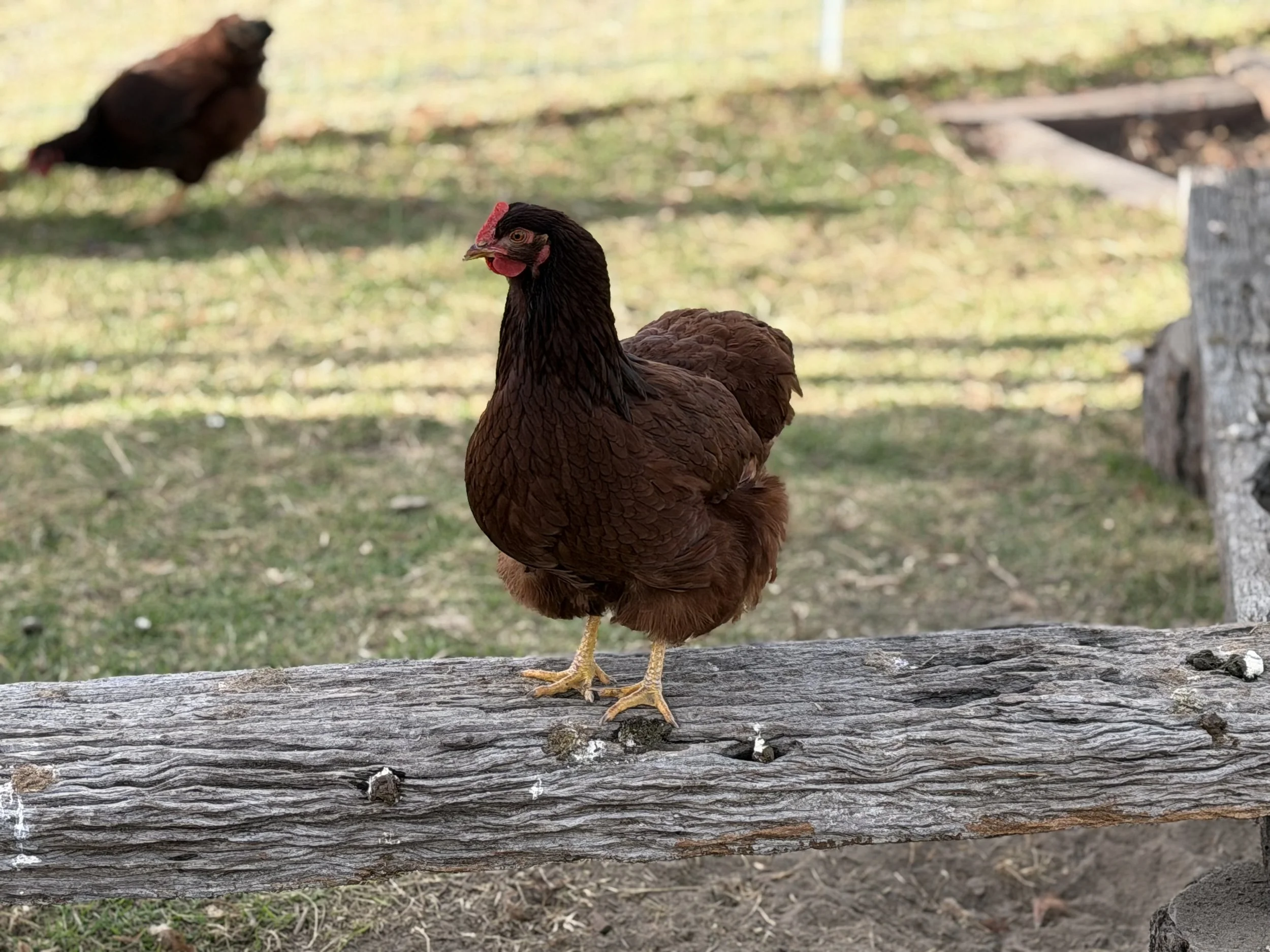 Several chickens on a farm, with some inside a wooden coop and others outside on green grass.