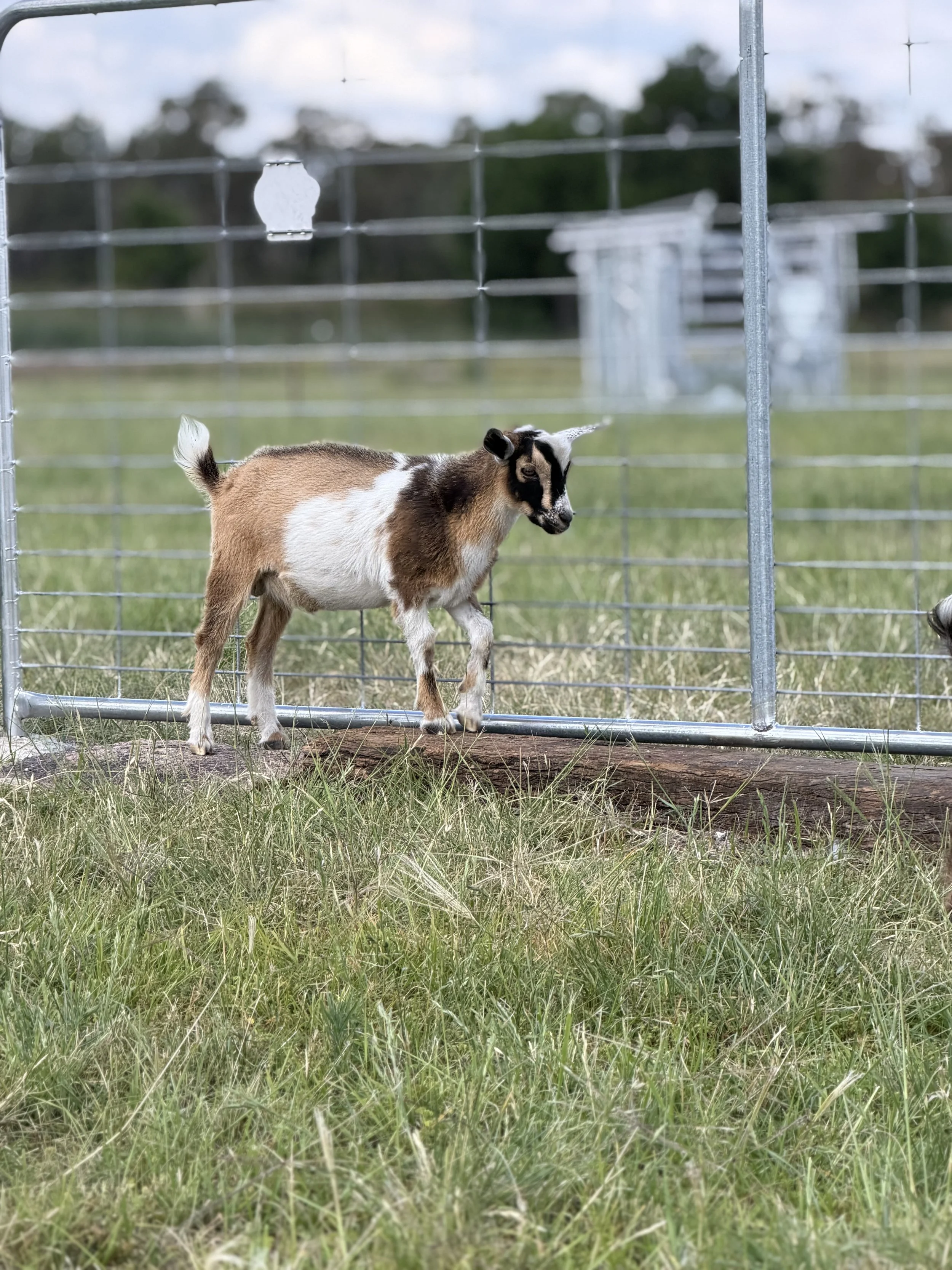 A small goat with brown, white, and black fur stands behind a metal fence on a grassy area, looking downward, with trees and a cloudy sky in the background.