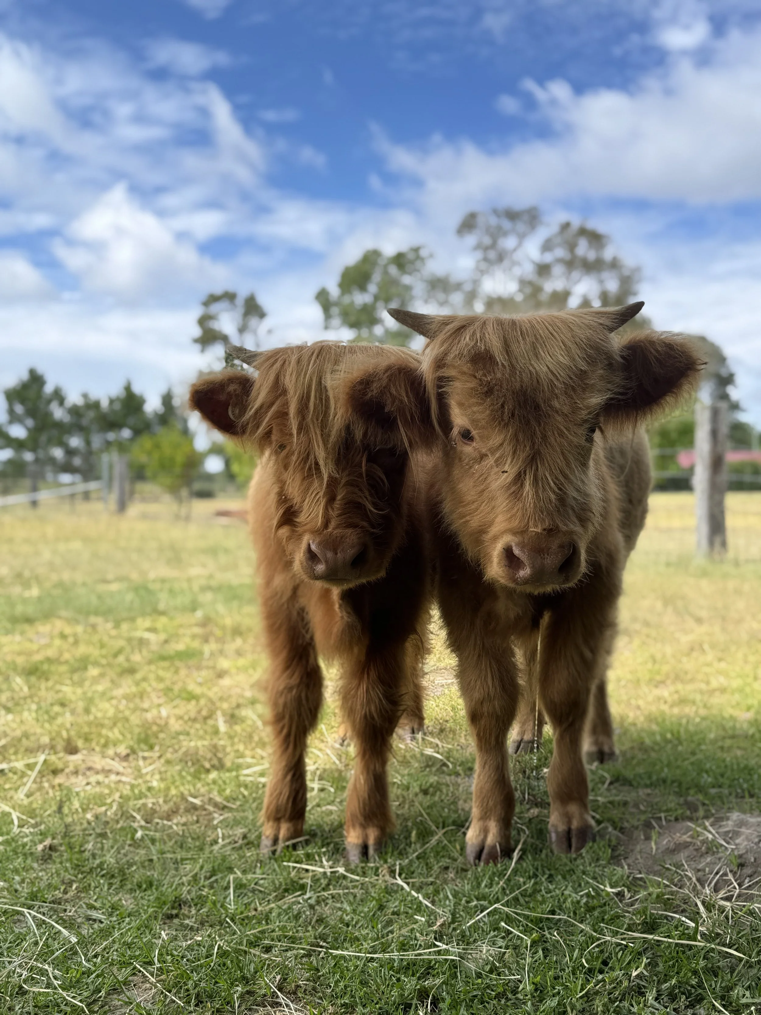 Two brown calves standing close together on a grassy field under a partly cloudy sky.