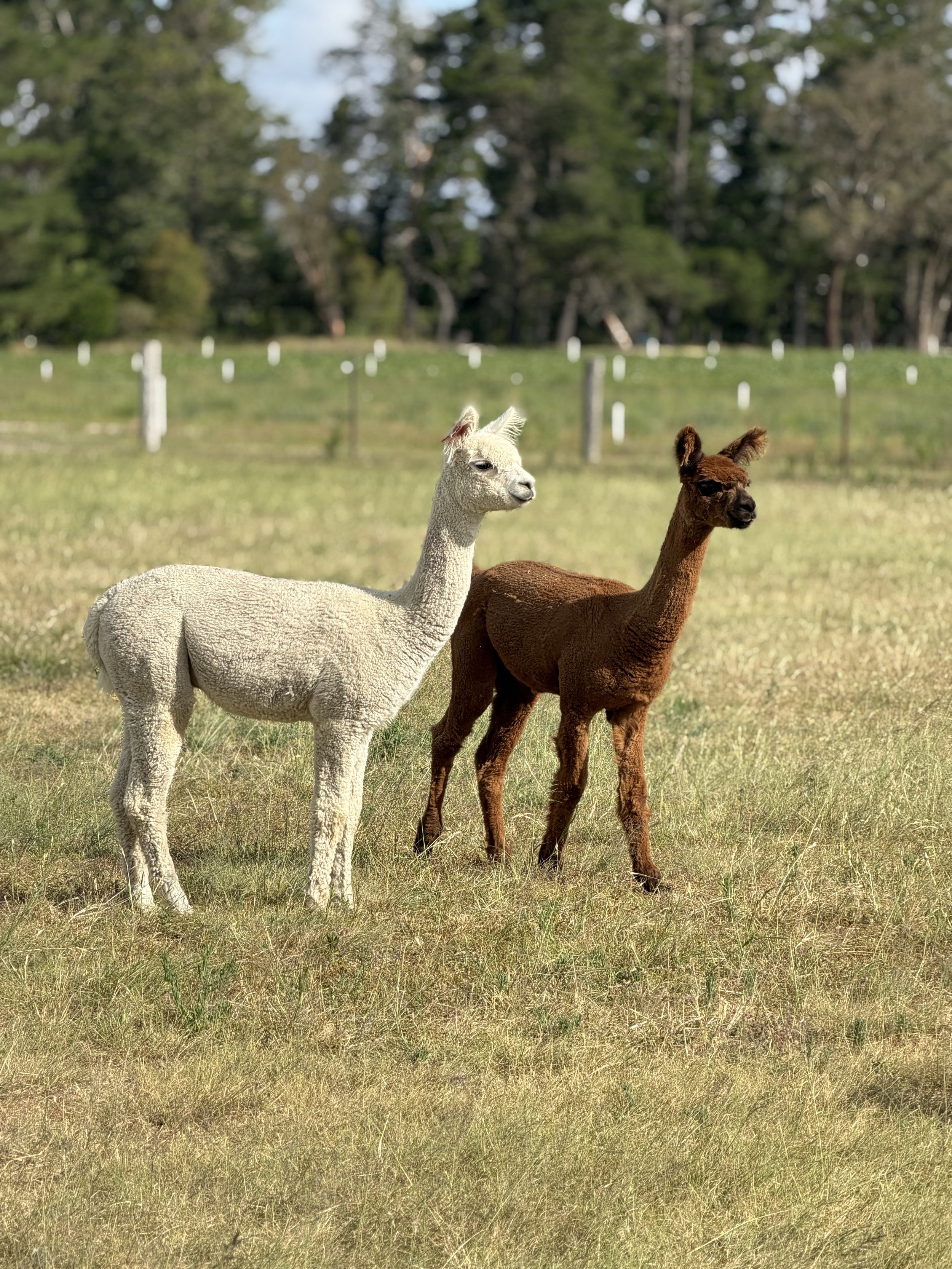 Two alpacas standing in a grassy field, one white and one brown, with trees in the background.